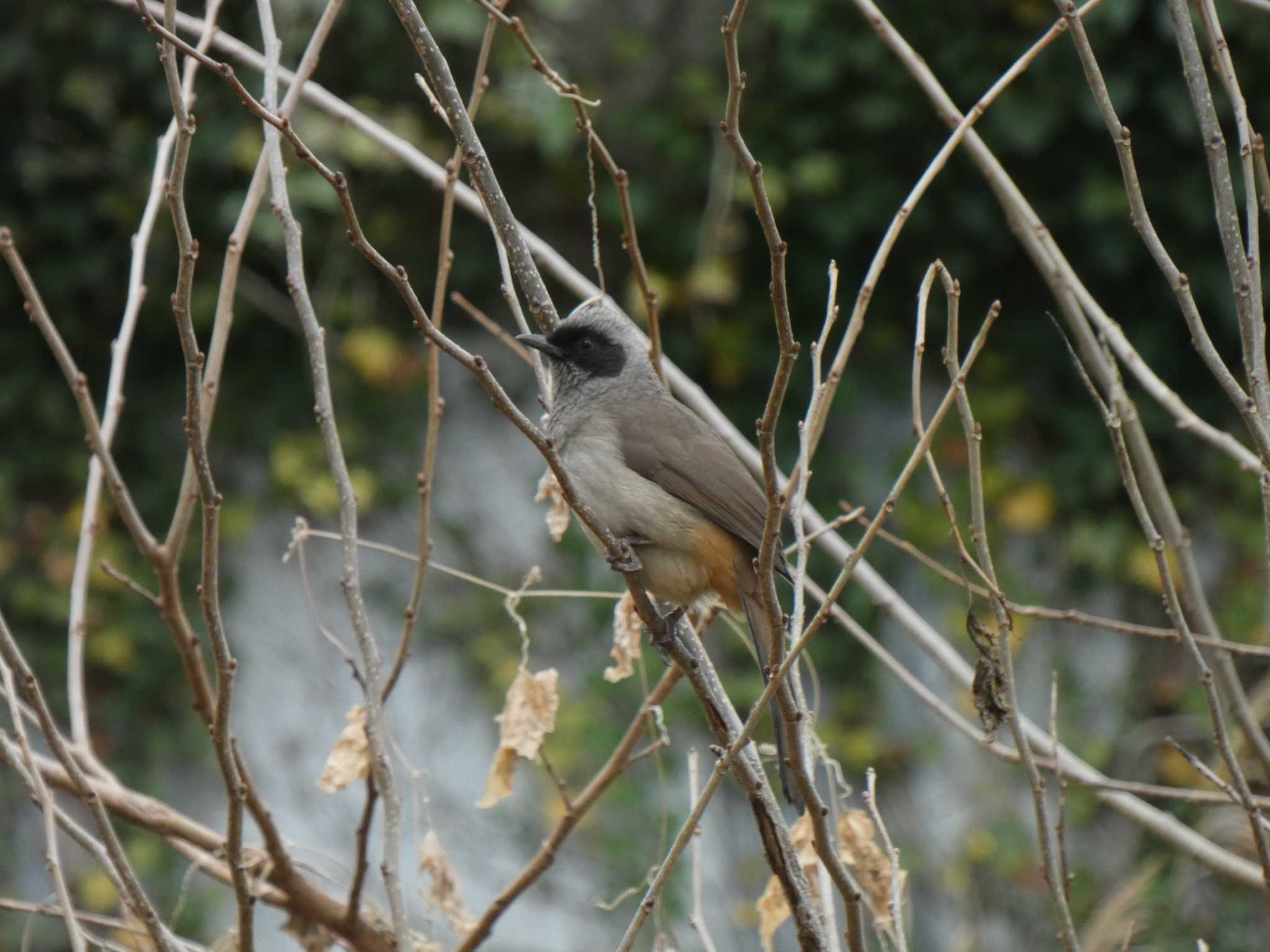 Photo of Masked Laughingthrush at 二子玉川 by キビタキ好き