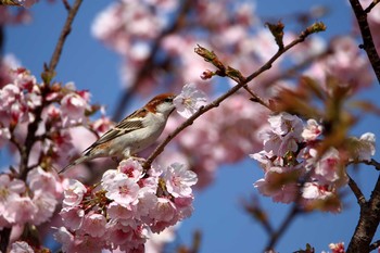 ニュウナイスズメ 埼玉県 2018年3月26日(月)