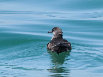 Short-tailed Shearwater 落石ネイチャークルーズ Fri, 6/17/2022