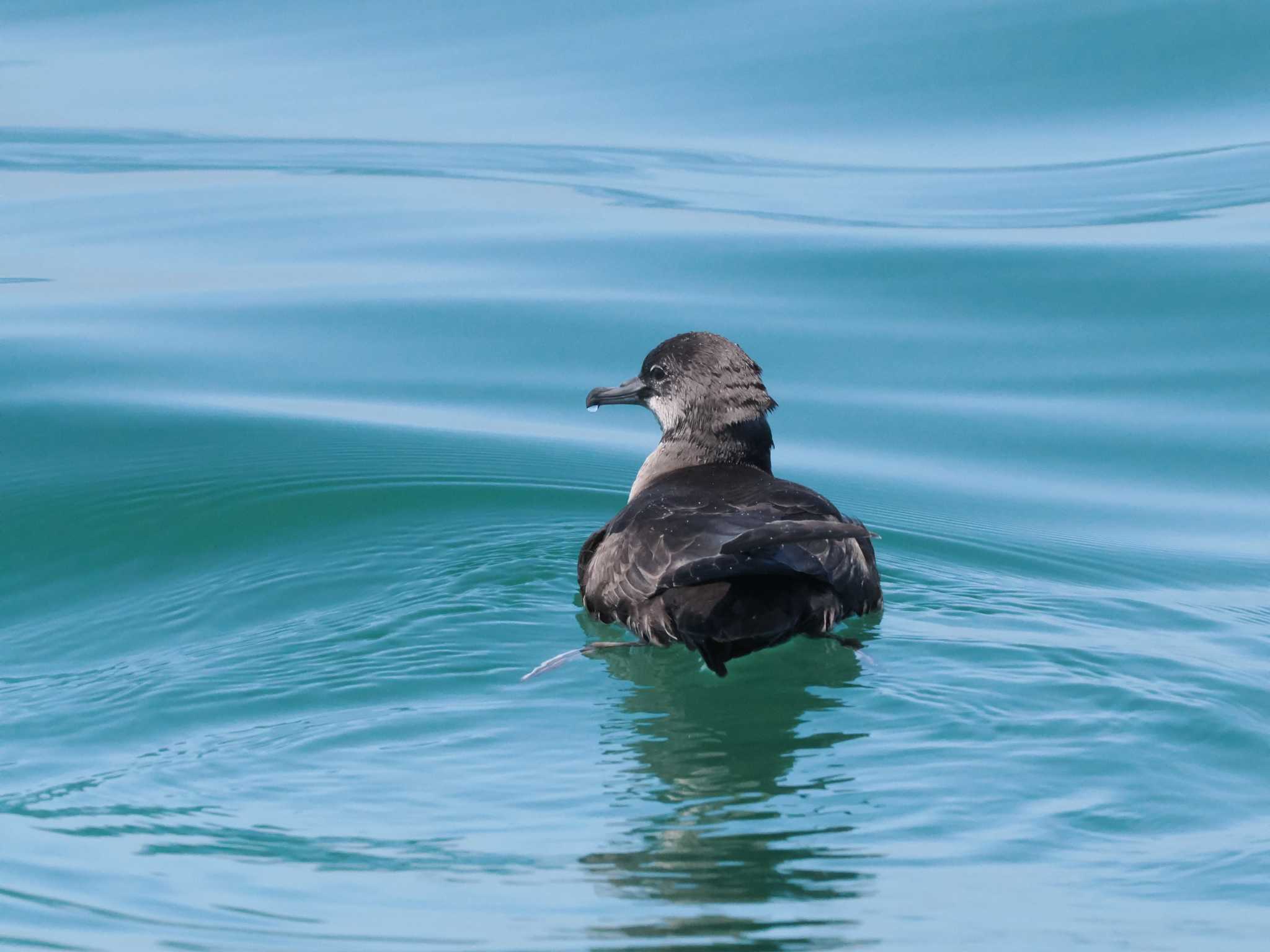 Photo of Short-tailed Shearwater at 落石ネイチャークルーズ by エヌ