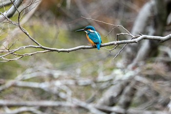 カワセミ 京都府立植物園 2023年1月15日(日)