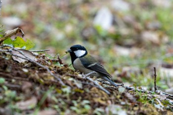 シジュウカラ 京都府立植物園 2023年1月15日(日)