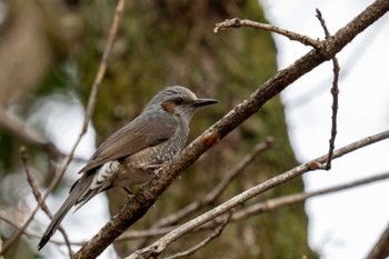 Sun, 1/15/2023 Birding report at 京都府立植物園