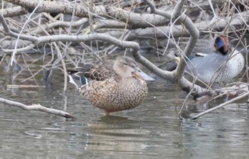 Sun, 1/15/2023 Birding report at Shin-yokohama Park