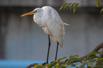 Medium Egret 三義 Wed, 3/28/2018