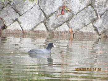 オオバン 南千里公園 2023年1月15日(日)