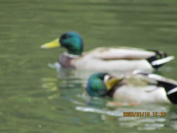 マガモ 南千里公園 2023年1月15日(日)