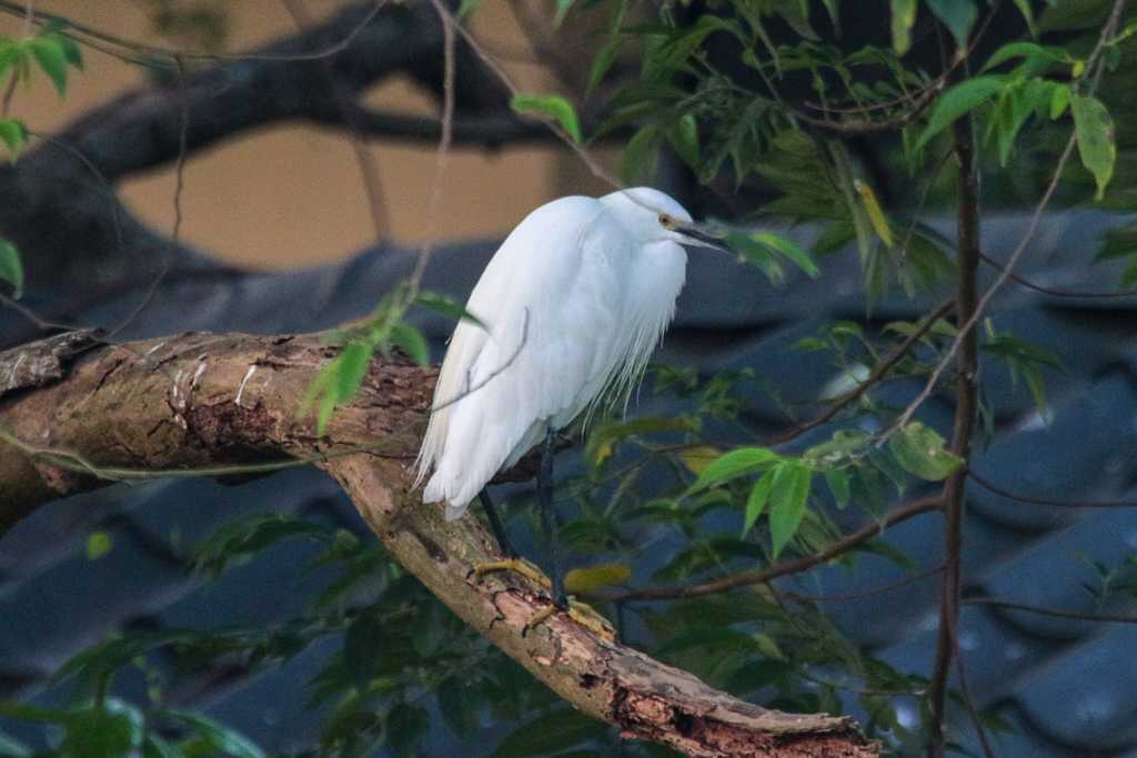 Photo of Little Egret at 三義 by たかとん