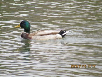 マガモ 南千里公園 2023年1月15日(日)