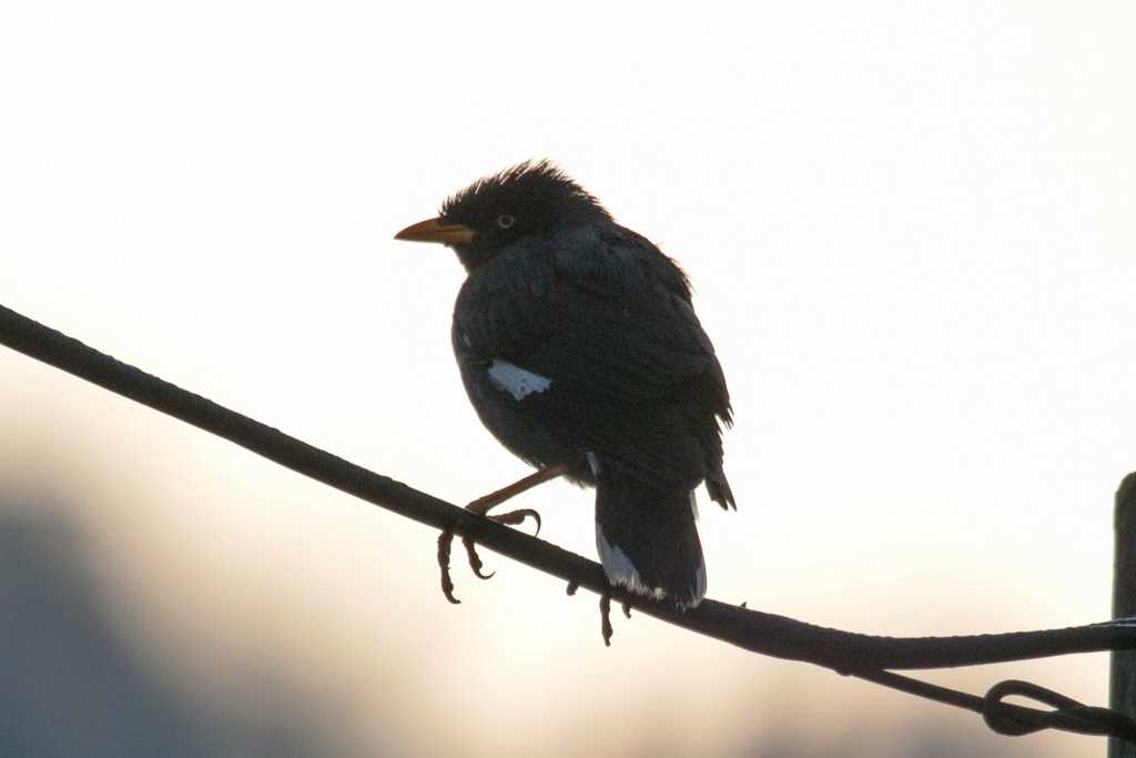 Crested Myna