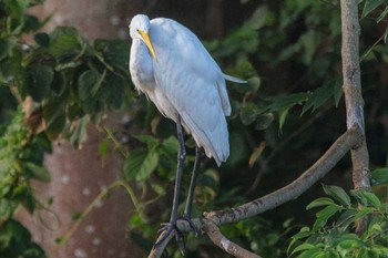 Medium Egret 三義 Wed, 3/28/2018