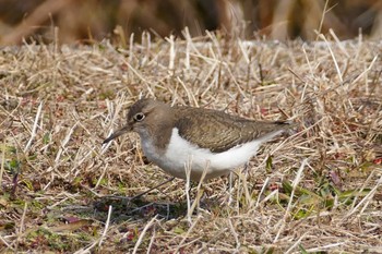 Common Sandpiper 東京都 Sat, 1/7/2023