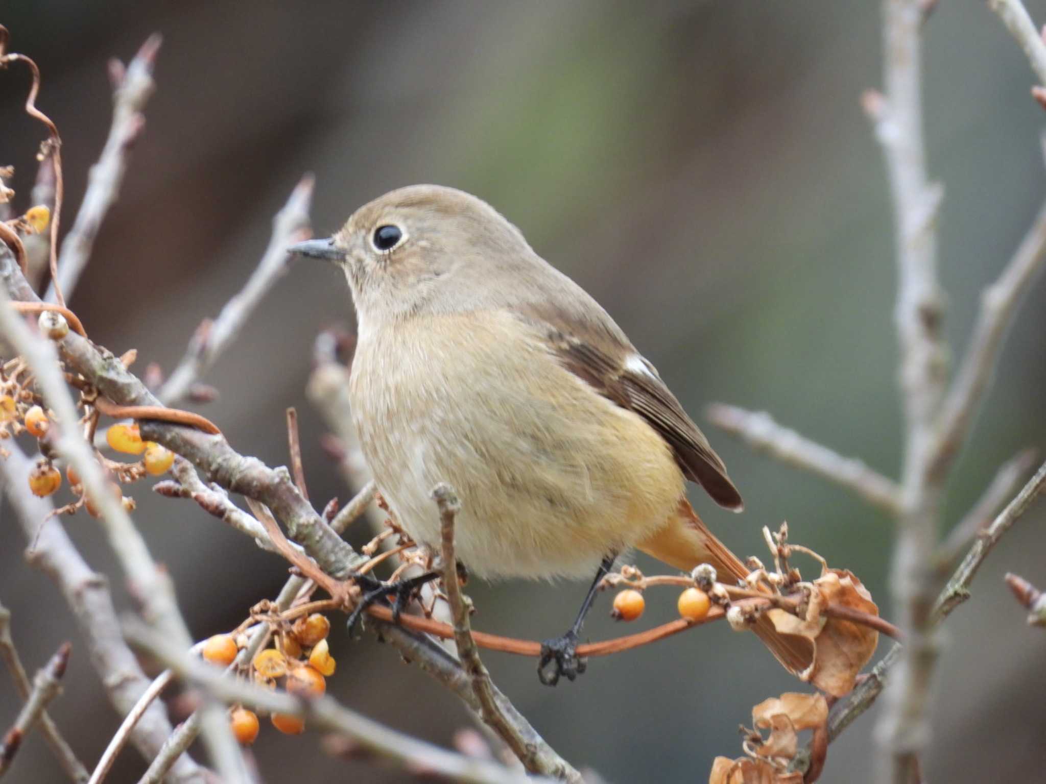 Daurian Redstart