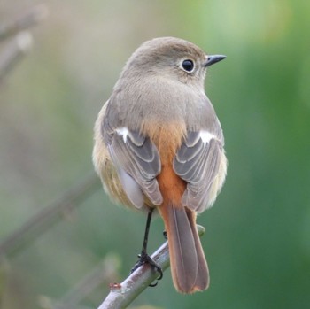 2023年1月15日(日) 横須賀の野鳥観察記録