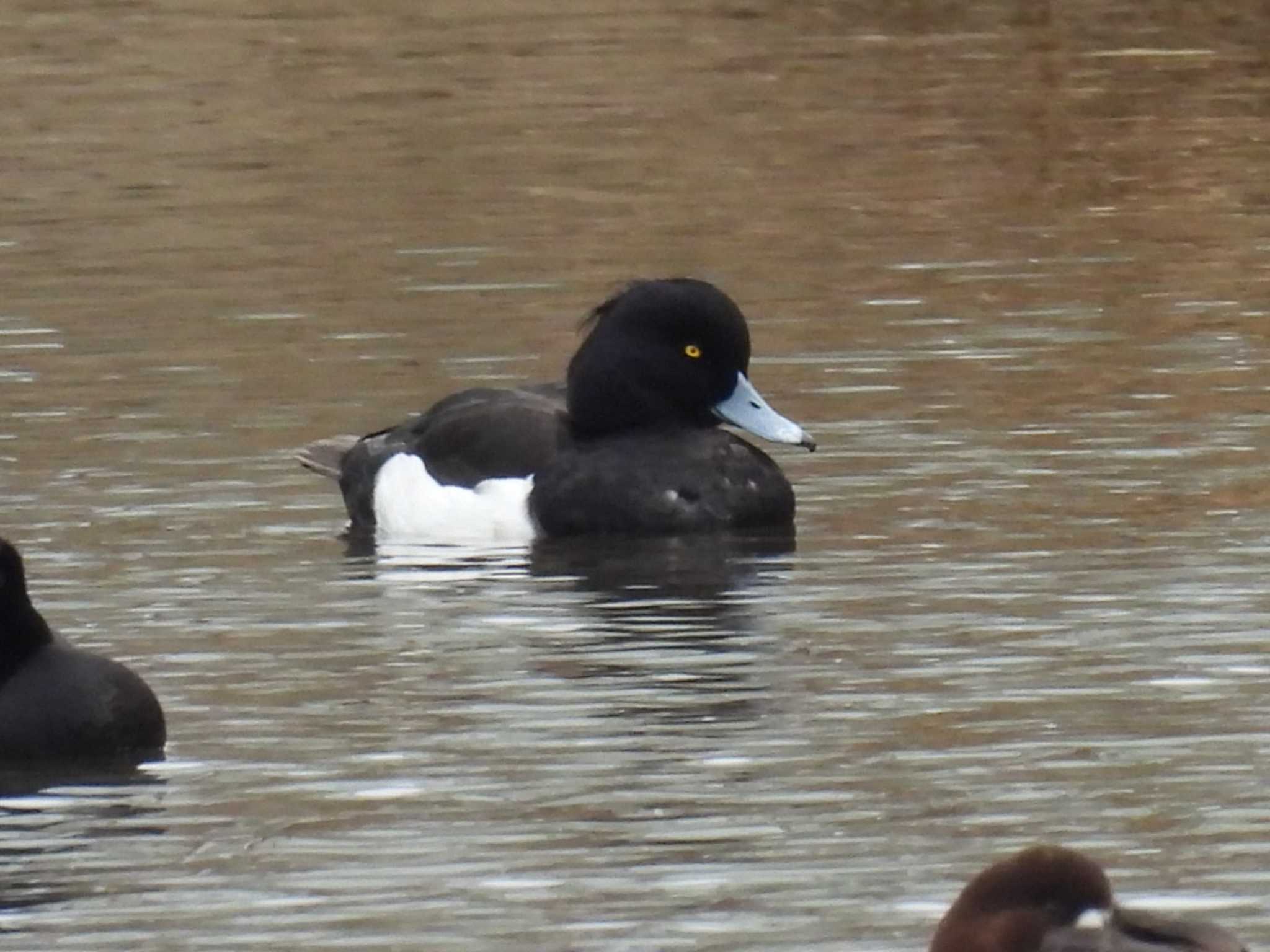 Tufted Duck