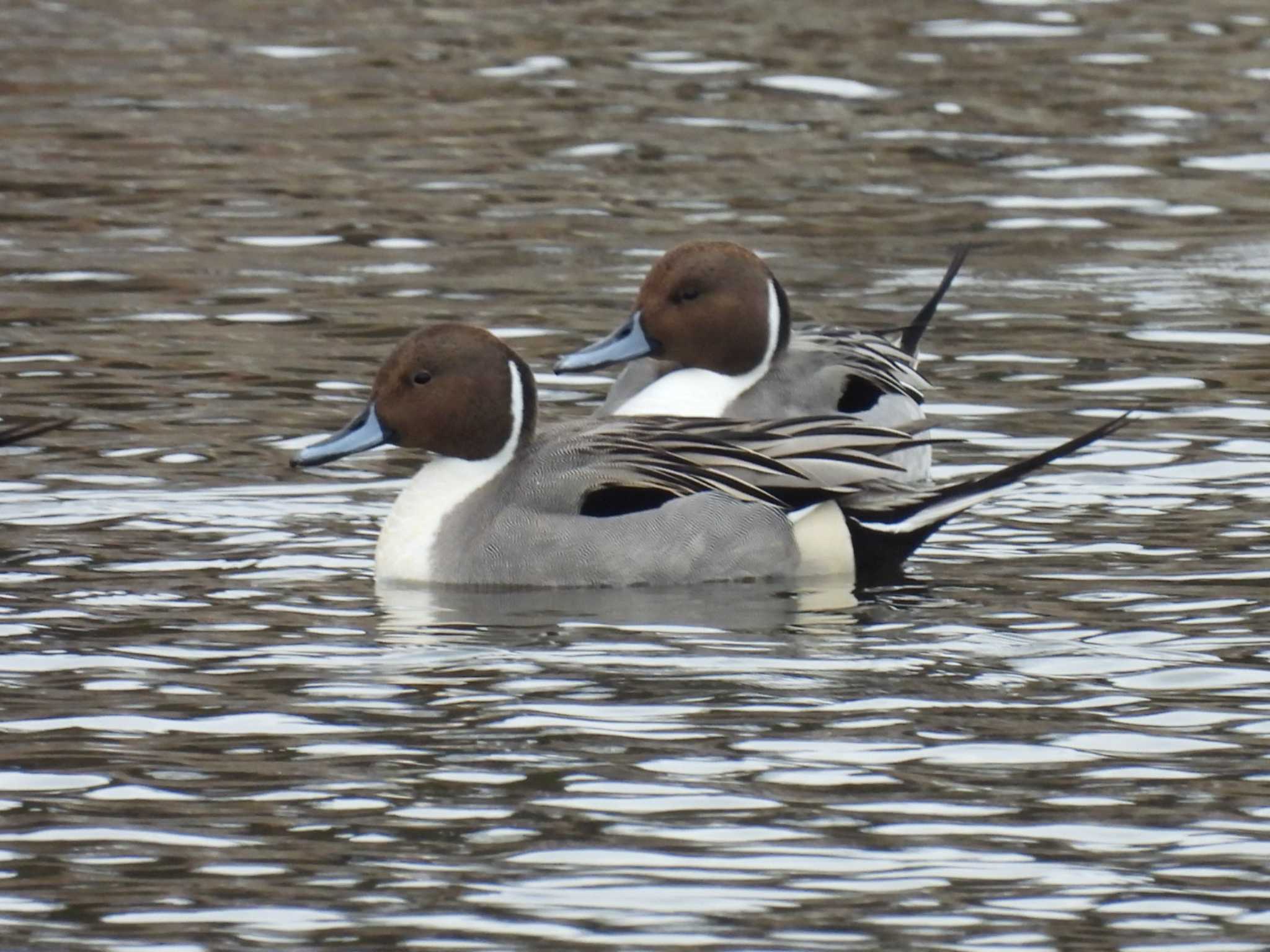 Northern Pintail