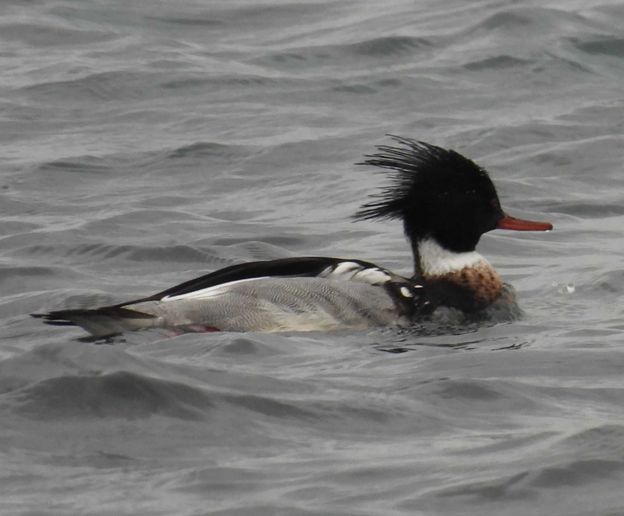 Red-breasted Merganser