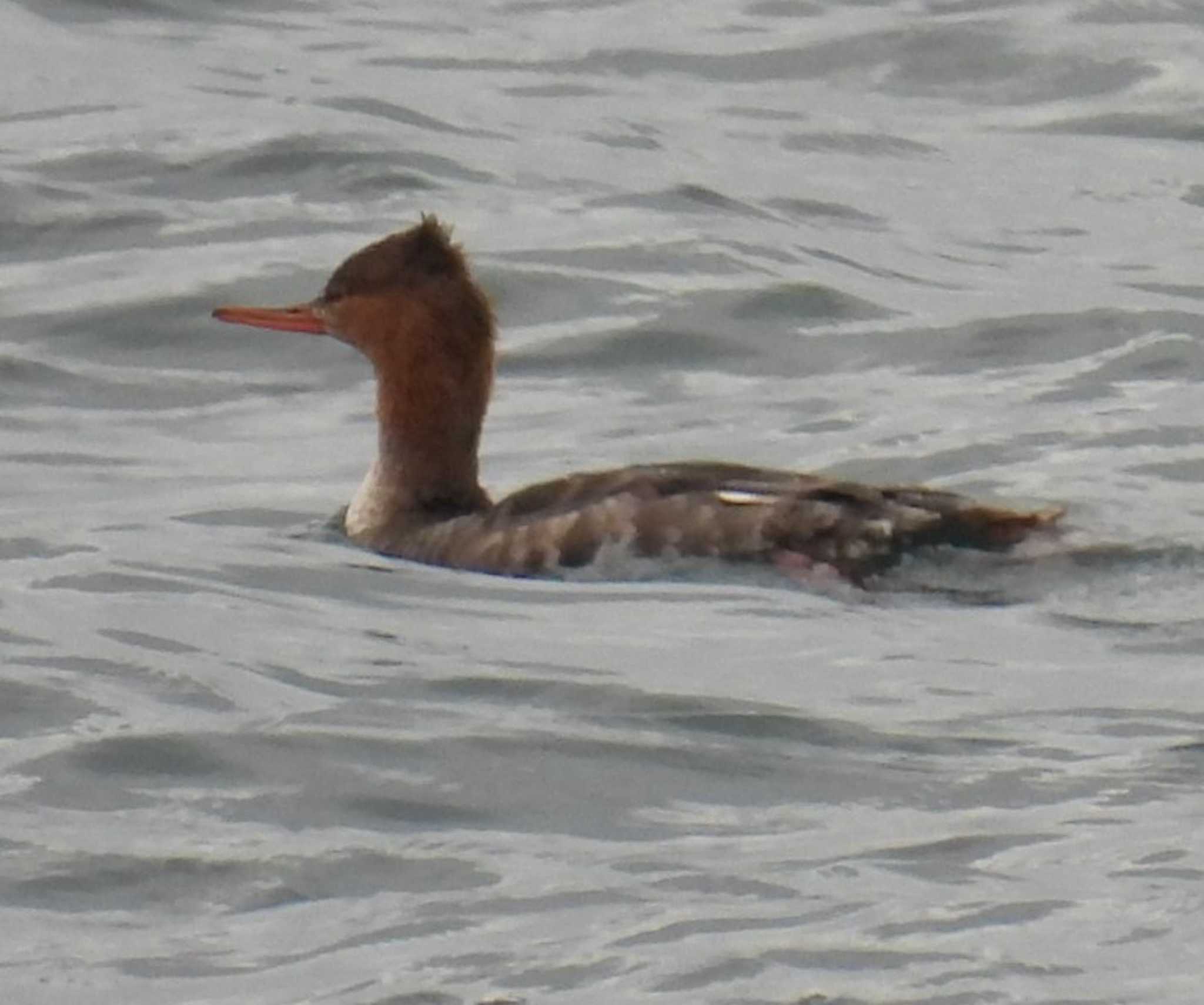 Red-breasted Merganser