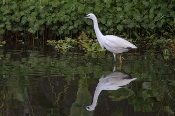 Little Egret 三義 Wed, 3/28/2018