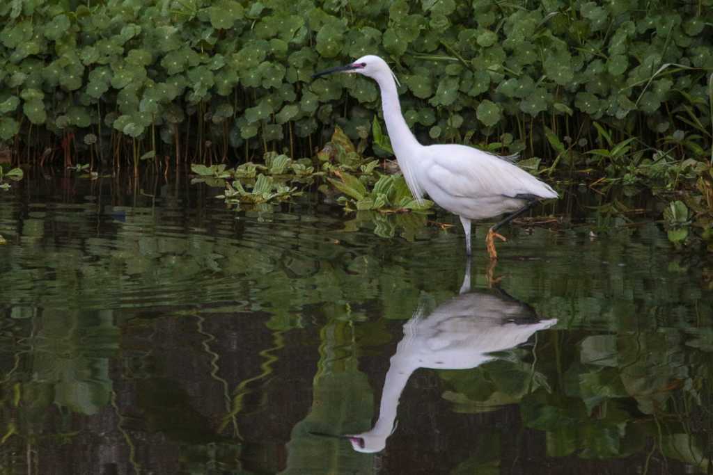 Little Egret