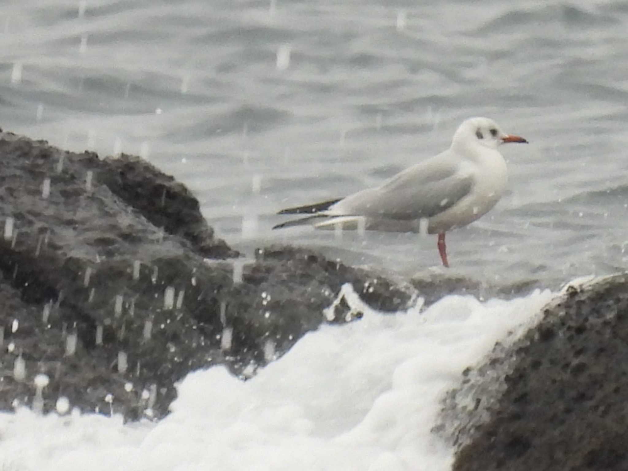 Black-headed Gull