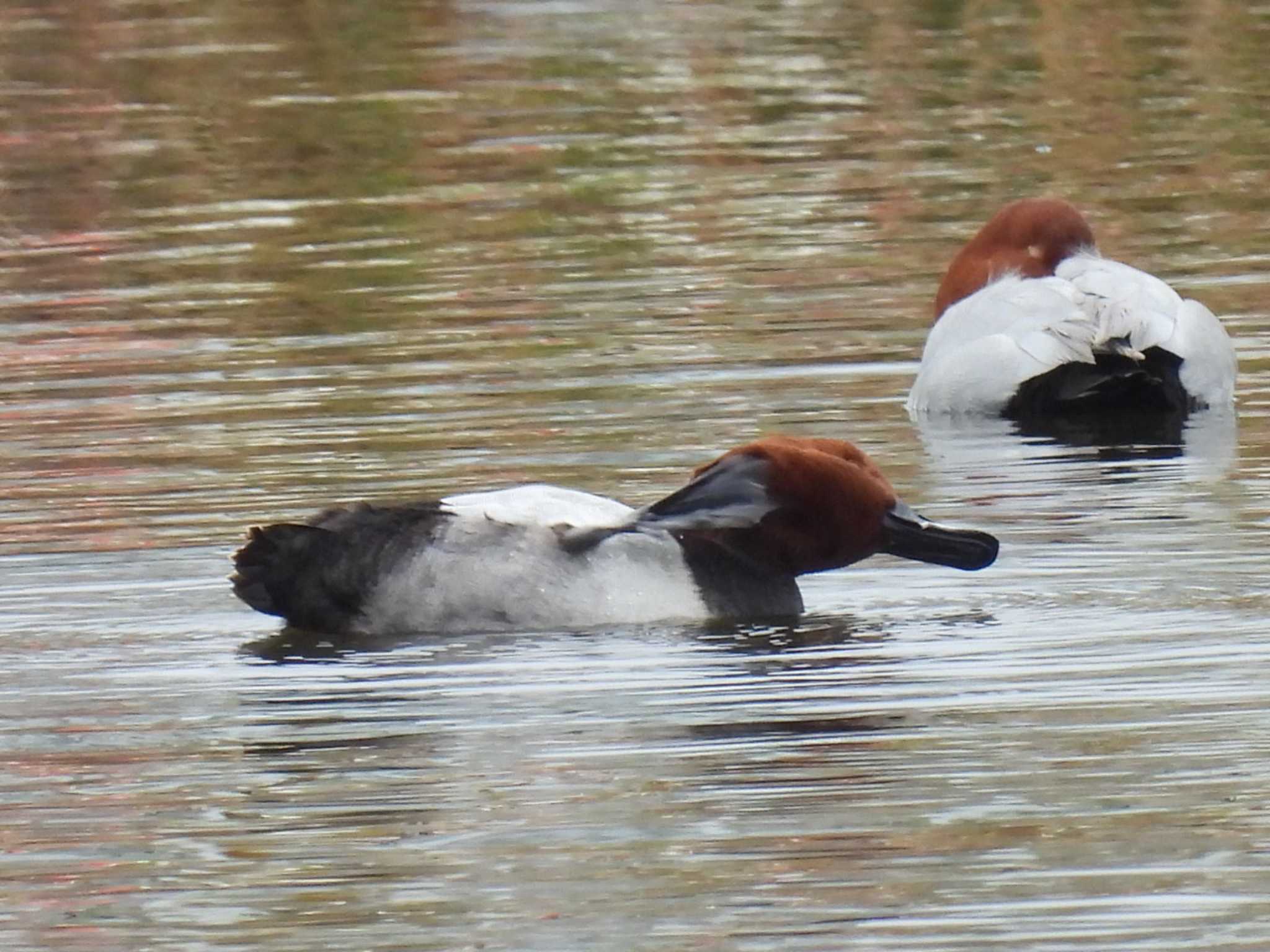 Common Pochard