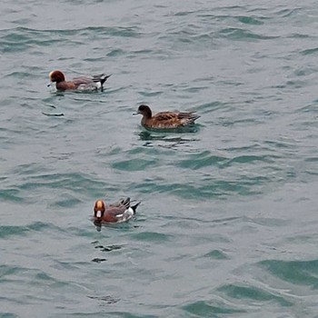 Eurasian Wigeon 長井漁港 Sun, 1/15/2023