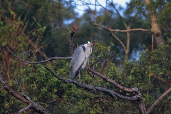 Grey Heron 三義 Wed, 3/28/2018