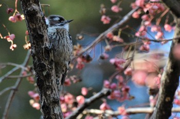 コゲラ 神代植物公園 2023年1月11日(水)