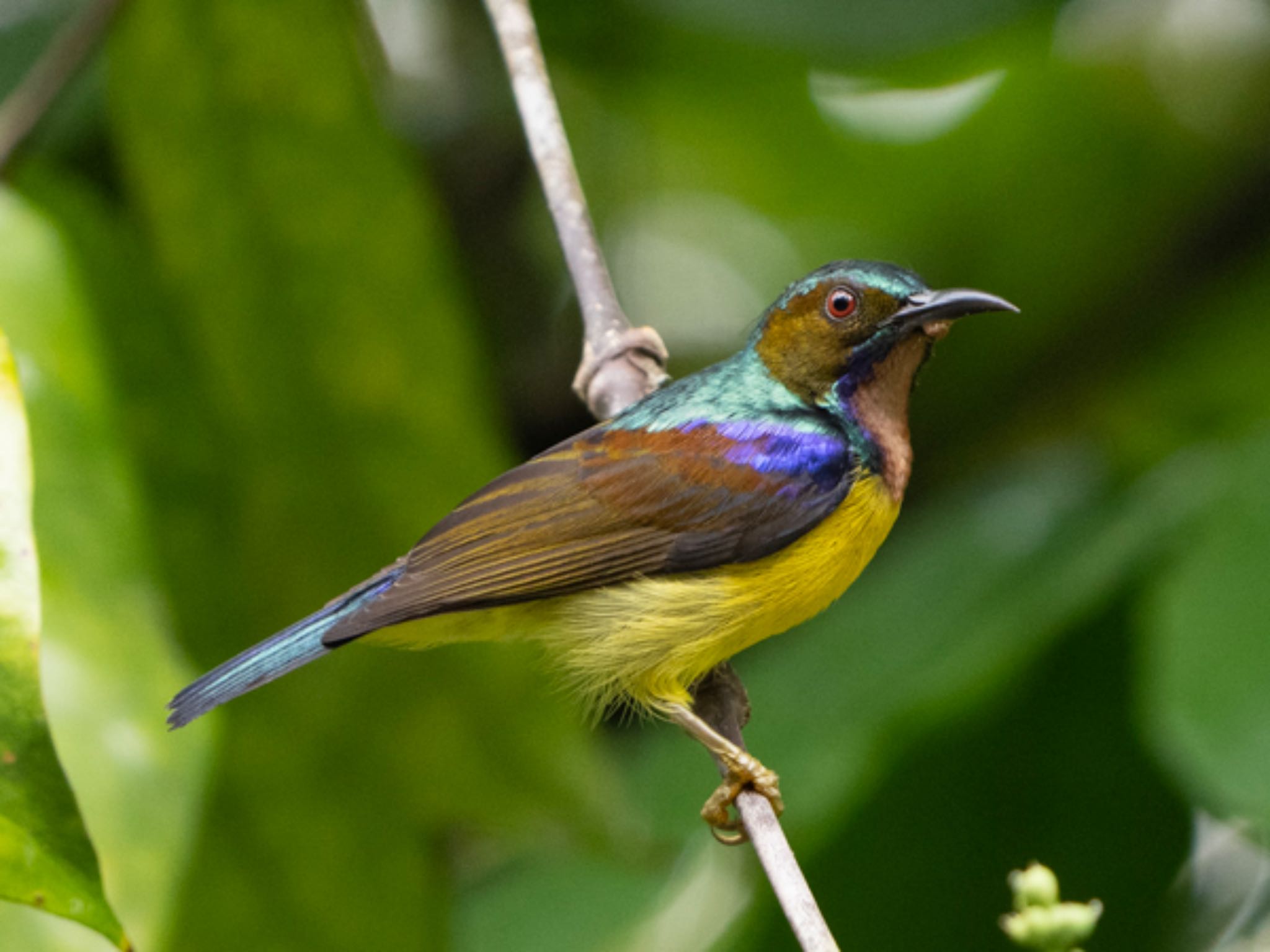 Pasir Ris Park (Singapore) チャノドコバシタイヨウチョウの写真 by T K