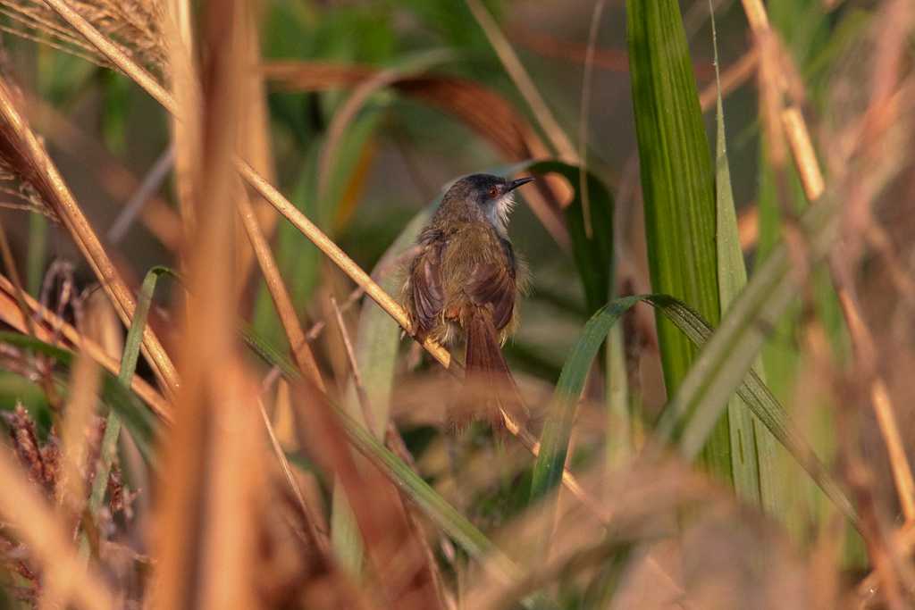 Yellow-bellied Prinia