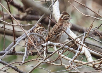 2023年1月2日(月) 舞岡公園の野鳥観察記録