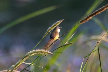 Yellow-bellied Prinia 三義 Wed, 3/28/2018