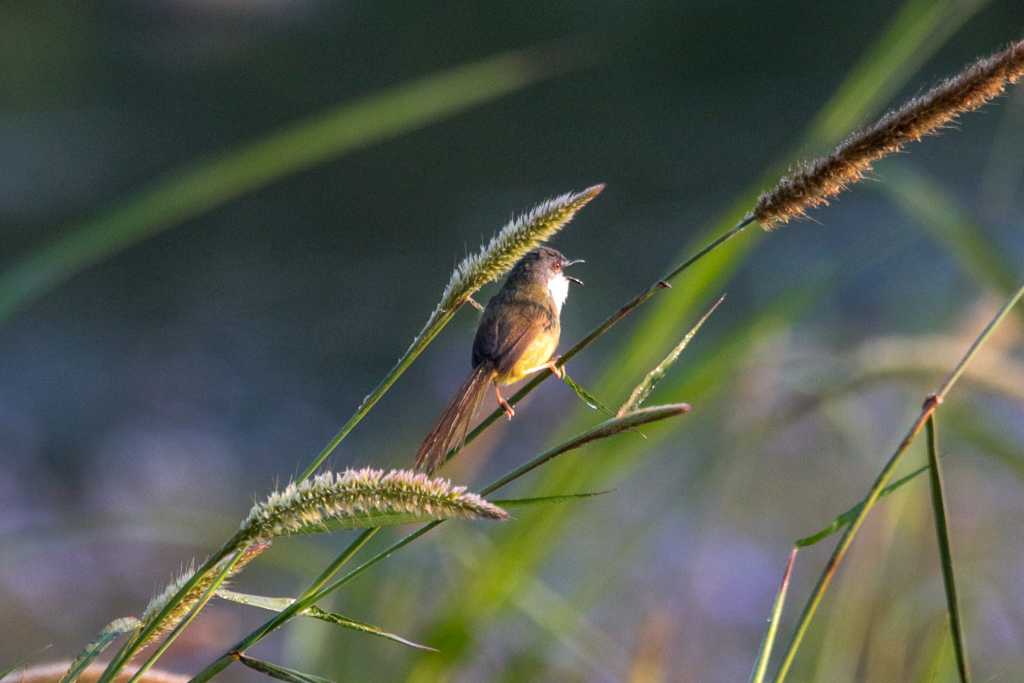 アオハウチワドリ