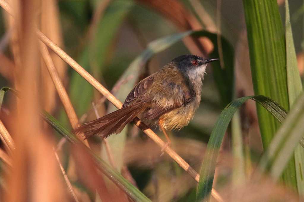 Yellow-bellied Prinia