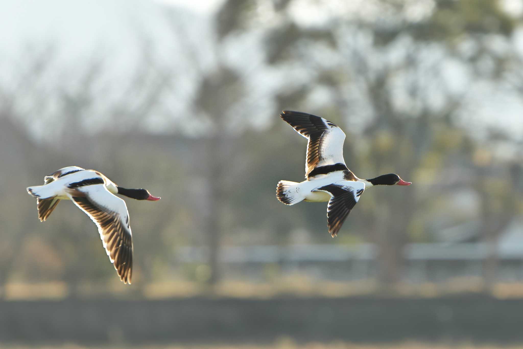 Common Shelduck