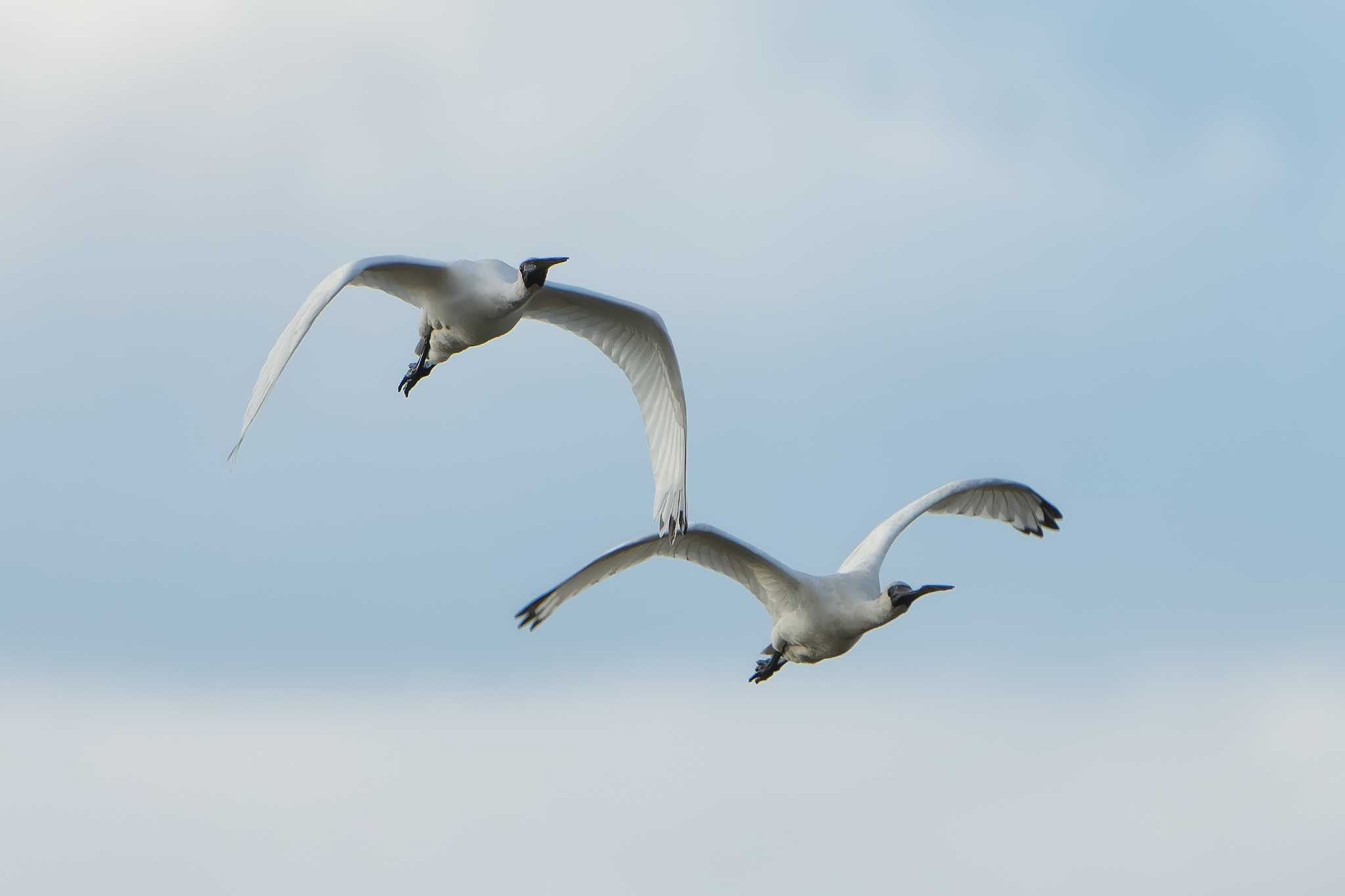 Black-faced Spoonbill