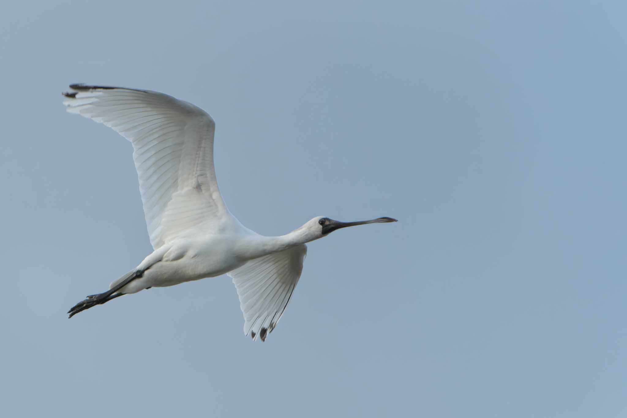 Black-faced Spoonbill