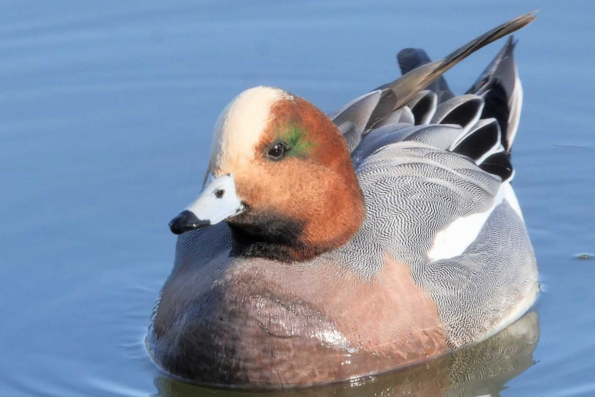 Eurasian Wigeon