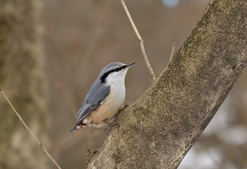 ゴジュウカラ 伊香保森林公園 2022年12月29日(木)