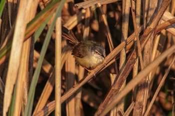 Yellow-bellied Prinia 三義 Wed, 3/28/2018