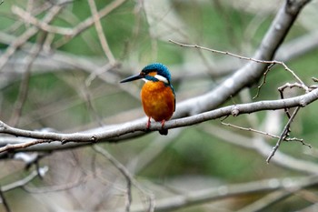 カワセミ 京都府立植物園 2023年1月15日(日)