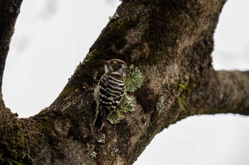 コゲラ 京都府立植物園 2023年1月15日(日)