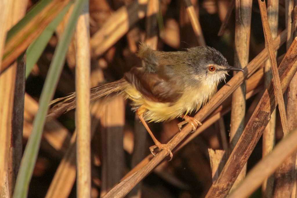 Yellow-bellied Prinia