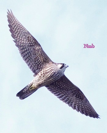 Peregrine Falcon Unknown Spots Unknown Date