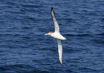 Short-tailed Albatross 八丈島航路 Sat, 3/31/2018