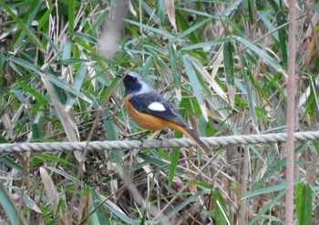 2023年1月15日(日) 新宿御苑の野鳥観察記録