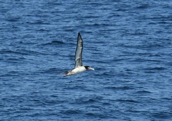 アホウドリ 八丈島航路 2018年3月31日(土)