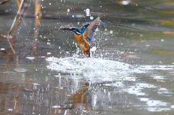 カワセミ 千里南公園 2023年1月15日(日)