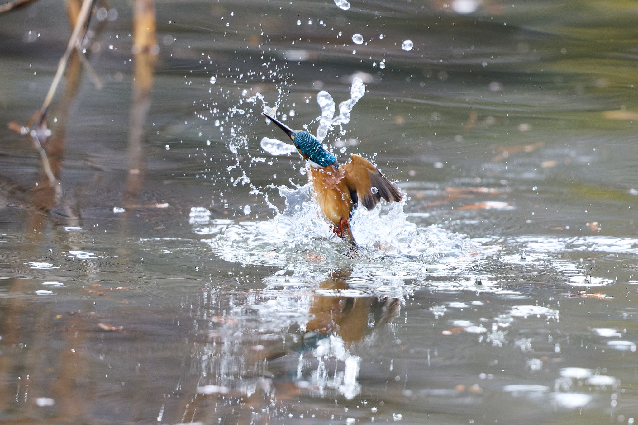 カワセミ